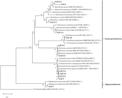 Isolation of highly copper-resistant bacteria from deep-sea hydrothermal fields and description of a novel species Marinobacter metalliresistant sp. nov